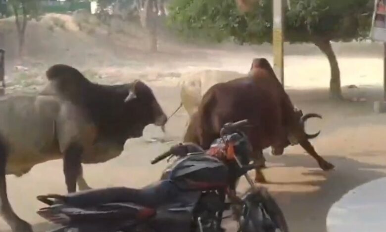 सांडों के लड़ने से आधे घंटे तक यातायात रहा बाधित सांडों के लड़ने से आधे घंटे तक यातायात रहा बाधित