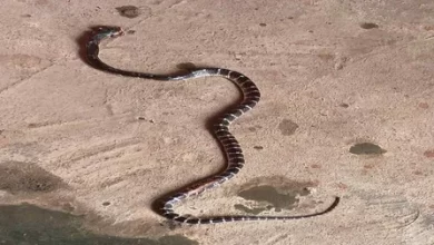 करैत ने दो महिलाओं को डंसा : मौत करैत ने दो महिलाओं को डंसा : मौत