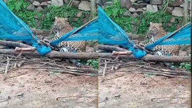 किसान की बाड़ी में घुसा तेंदुआ, रेस्क्यू ऑपरेशन जारी किसान की बाड़ी में घुसा तेंदुआ, रेस्क्यू ऑपरेशन जारी