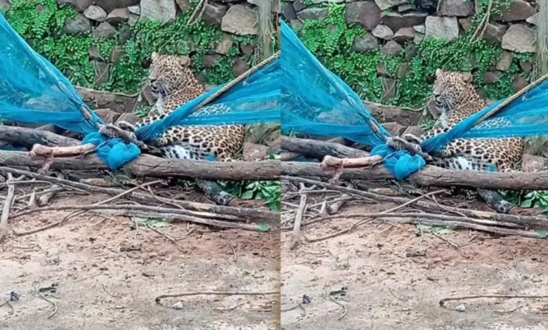 किसान की बाड़ी में घुसा तेंदुआ, रेस्क्यू ऑपरेशन जारी किसान की बाड़ी में घुसा तेंदुआ, रेस्क्यू ऑपरेशन जारी