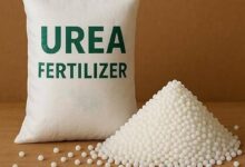7 में से 6 सोसायटियों में यूरिया की कमी से किसान भटकने को मजबूर 7 में से 6 सोसायटियों में यूरिया की कमी से किसान भटकने को मजबूर