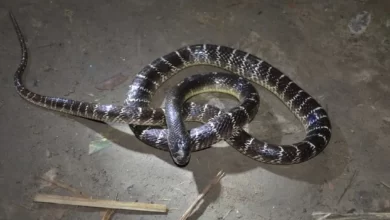 मासूम ने जहरीले करैत को काटा, बच्ची सुरक्षित सांप की मौत मासूम ने जहरीले करैत को काटा, बच्ची सुरक्षित सांप की मौत