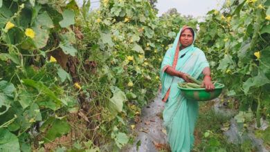 सब्जी की आधुनिक खेती से लखपति बनी दानवती, आज 7 एकड़ में लगा रही बाड़ी