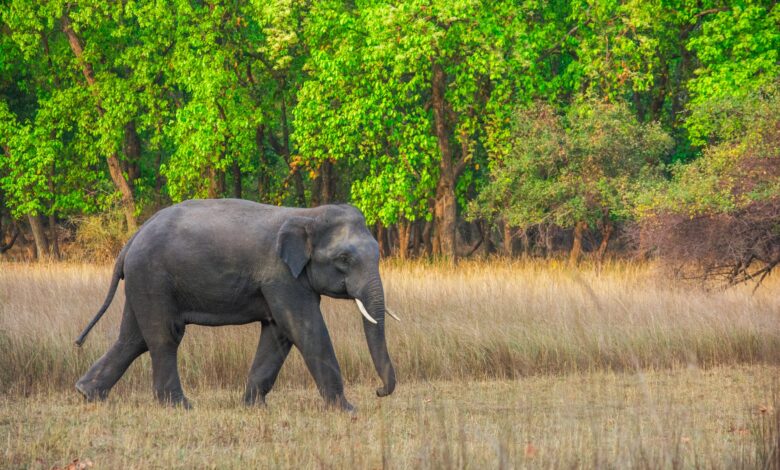 खेत से लकड़ी ले कर घर लौट रहे किसान को हाथी ने मार डाला खेत से लकड़ी ले कर घर लौट रहे किसान को हाथी ने मार डाला