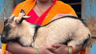 рдмрдХрд░реА рдкрд╛рд▓рди рд╕реЗ рд╕рд╡рд┐рддрд╛ рдЖрд░реНрдерд┐рдХ рд░реВрдк рд╕реЗ рд╣реБрдИ рдЖрддреНрдордирд┐рд░реНрднрд░ рдмрдХрд░реА рдкрд╛рд▓рди рд╕реЗ рд╕рд╡рд┐рддрд╛ рдЖрд░реНрдерд┐рдХ рд░реВрдк рд╕реЗ рд╣реБрдИ рдЖрддреНрдордирд┐рд░реНрднрд░