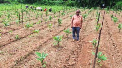 किसान खगेश्वर ने बैगन की उन्नत खेती से कमाए 2 लाख का शुद्ध लाभ किसान खगेश्वर ने बैगन की उन्नत खेती से कमाए 2 लाख का शुद्ध लाभ