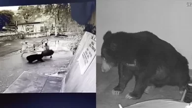 वालपराई में भालू का आतंक: छतरी से बची मजदूरों की जान