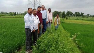 विक्रम टीसीआर, कम समय और पानी में ज्यादा उत्पादन वाली धान की किस्म विकसित