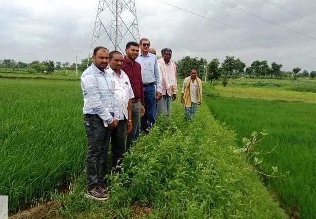 विक्रम टीसीआर, कम समय और पानी में ज्यादा उत्पादन वाली धान की किस्म विकसित विक्रम टीसीआर, कम समय और पानी में ज्यादा उत्पादन वाली धान की किस्म विकसित
