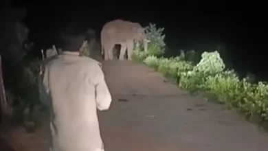 दंतैल हाथी ने मचाया उत्पात, मकानों-दुकानों पर किया हमला दंतैल हाथी ने मचाया उत्पात, मकानों-दुकानों पर किया हमला