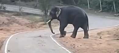 दंतैल हाथी को देख ड्राइवर ने ट्रक पीछे कर बचाई जान