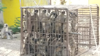 рдЪрд┐рд░рдорд┐рд░реА рдореЗрдВ рдмрдВрджрд░реЛрдВ рдХрд╛ рдЖрддрдВрдХ, 35 рдХреЛ рдЧреБрд░реБ рдШрд╛рд╕реАрджрд╛рд╕ рдкрд╛рд░реНрдХ рдореЗрдВ рдЫреЛреЬрд╛ рдЪрд┐рд░рдорд┐рд░реА рдореЗрдВ рдмрдВрджрд░реЛрдВ рдХрд╛ рдЖрддрдВрдХ, 35 рдХреЛ рдЧреБрд░реБ рдШрд╛рд╕реАрджрд╛рд╕ рдкрд╛рд░реНрдХ рдореЗрдВ рдЫреЛреЬрд╛