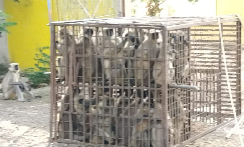 चिरमिरी में बंदरों का आतंक, 35 को गुरु घासीदास पार्क में छोड़ा चिरमिरी में बंदरों का आतंक, 35 को गुरु घासीदास पार्क में छोड़ा