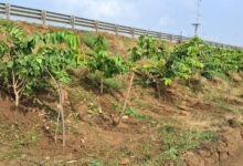 छत्तीसगढ़ के राष्ट्रीय राजमार्ग बन रहे ग्रीन कॉरिडोर छत्तीसगढ़ के राष्ट्रीय राजमार्ग बन रहे ग्रीन कॉरिडोर