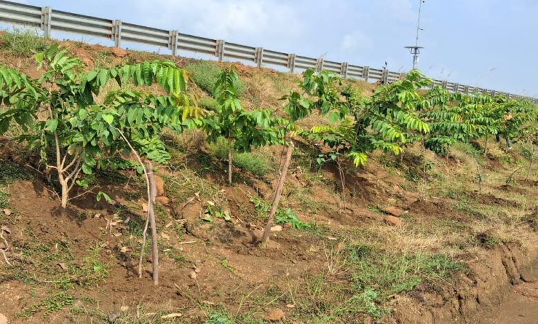 छत्तीसगढ़ के राष्ट्रीय राजमार्ग बन रहे ग्रीन कॉरिडोर छत्तीसगढ़ के राष्ट्रीय राजमार्ग बन रहे ग्रीन कॉरिडोर