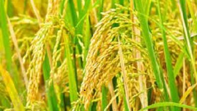 धान खरीदी से पहले फसल प्रविष्टियों का होगा त्रिस्तरीय सत्यापन धान खरीदी से पहले फसल प्रविष्टियों का होगा त्रिस्तरीय सत्यापन