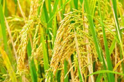 धान खरीदी से पहले फसल प्रविष्टियों का होगा त्रिस्तरीय सत्यापन धान खरीदी से पहले फसल प्रविष्टियों का होगा त्रिस्तरीय सत्यापन