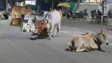 रायपुर में आवारा पशुओं के खिलाफ अभियान, 49 दिनों में 2319 पशुओं को पकड़कर गौठान भेजा गया रायपुर में आवारा पशुओं के खिलाफ अभियान, 49 दिनों में 2319 पशुओं को पकड़कर गौठान भेजा गया
