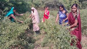 सब्जी बाड़ी से लखपति दीदी बनने की ओर अग्रसर गांव की महिलाएं सब्जी बाड़ी से लखपति दीदी बनने की ओर अग्रसर गांव की महिलाएं