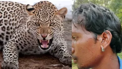 छत्तीसगढ़: तेंदुए के हमले से युवक घायल, इलाके में दहशत