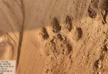 बाघ की मौजूदगी से क्षेत्र में पसरा सन्नाटा, वन विभाग ने जारी हाई अलर्ट किया बाघ की मौजूदगी से क्षेत्र में पसरा सन्नाटा, वन विभाग ने जारी हाई अलर्ट किया