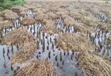 बेमौसम बारिश से किसानों की फसलें बर्बाद बेमौसम बारिश से किसानों की फसलें बर्बाद