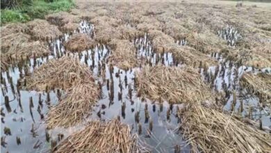 बेमौसम बारिश से किसानों की फसलें बर्बाद बेमौसम बारिश से किसानों की फसलें बर्बाद