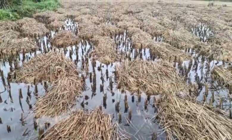 बेमौसम बारिश से किसानों की फसलें बर्बाद बेमौसम बारिश से किसानों की फसलें बर्बाद