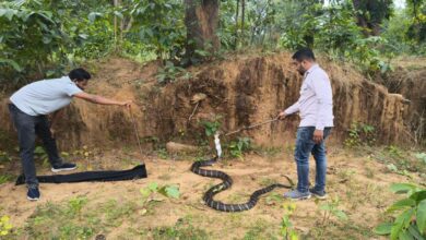 कोरबा में 13 फीट लंबा किंग कोबरा मिला, डेढ़ घंटे चला रेस्क्यू ऑपरेशन