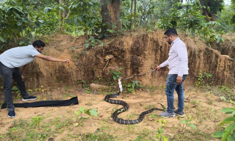 कोरबा में 13 फीट लंबा किंग कोबरा मिला, डेढ़ घंटे चला रेस्क्यू ऑपरेशन कोरबा में 13 फीट लंबा किंग कोबरा मिला, डेढ़ घंटे चला रेस्क्यू ऑपरेशन