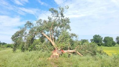 खैरागढ़: पूजनीय पीपल वृक्ष की कटाई से आस्था आहत, ग्रामीणों में उबाल खैरागढ़: पूजनीय पीपल वृक्ष की कटाई से आस्था आहत, ग्रामीणों में उबाल