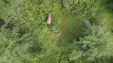 बीमार होने से हाथी हुआ आक्रामक, ग्रामीण को कुचलकर मार डाला