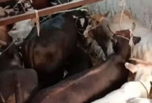 7 बैलों को बूचड़खाने ले जाते 4 पशु तस्कर गिरफ्तार 7 बैलों को बूचड़खाने ले जाते 4 पशु तस्कर गिरफ्तार