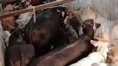 7 बैलों को बूचड़खाने ले जाते 4 पशु तस्कर गिरफ्तार 7 बैलों को बूचड़खाने ले जाते 4 पशु तस्कर गिरफ्तार