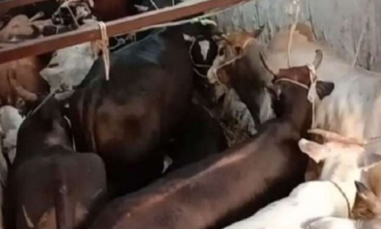 7 बैलों को बूचड़खाने ले जाते 4 पशु तस्कर गिरफ्तार 7 बैलों को बूचड़खाने ले जाते 4 पशु तस्कर गिरफ्तार