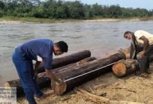 नदी के बहाव का इस्तेमाल सागौन की तस्करी के लिए नदी के बहाव का इस्तेमाल सागौन की तस्करी के लिए