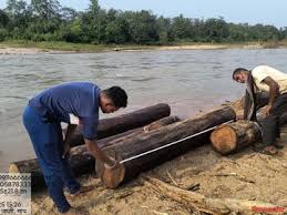 नदी के बहाव का इस्तेमाल सागौन की तस्करी के लिए नदी के बहाव का इस्तेमाल सागौन की तस्करी के लिए
