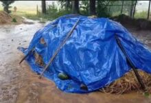 प्रदेश के 8 जिलों में येलो अलर्ट