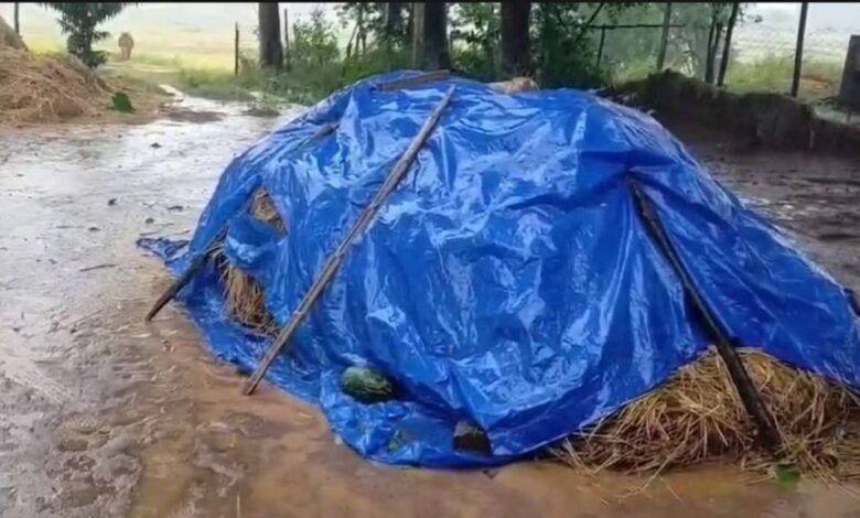 प्रदेश के 8 जिलों में येलो अलर्ट प्रदेश के 8 जिलों में येलो अलर्ट