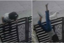 इंदौर में कुत्ते के हमले से घबराई बच्ची गेट कूदते हुए गिरी, CCTV में कैद घटना इंदौर में कुत्ते के हमले से घबराई बच्ची गेट कूदते हुए गिरी, CCTV में कैद घटना