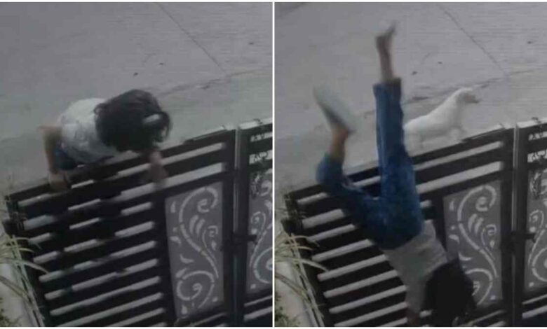 इंदौर में कुत्ते के हमले से घबराई बच्ची गेट कूदते हुए गिरी, CCTV में कैद घटना इंदौर में कुत्ते के हमले से घबराई बच्ची गेट कूदते हुए गिरी, CCTV में कैद घटना