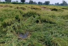 चक्रवात ‘मोंथा’ का असर: आरंग में बारिश से धान कटाई पर लगी ब्रेक चक्रवात ‘मोंथा’ का असर: आरंग में बारिश से धान कटाई पर लगी ब्रेक