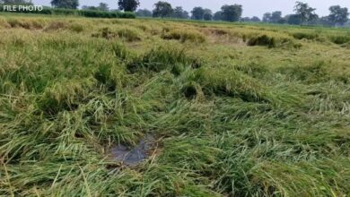 चक्रवात ‘मोंथा’ का असर: आरंग में बारिश से धान कटाई पर लगी ब्रेक चक्रवात ‘मोंथा’ का असर: आरंग में बारिश से धान कटाई पर लगी ब्रेक