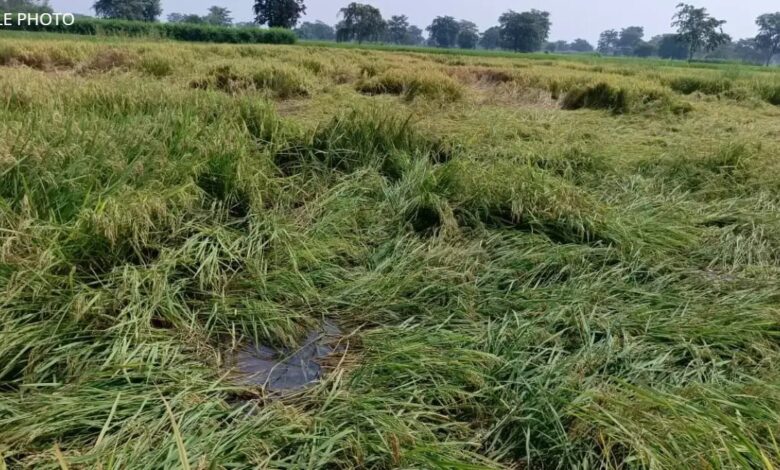 चक्रवात ‘मोंथा’ का असर: आरंग में बारिश से धान कटाई पर लगी ब्रेक चक्रवात ‘मोंथा’ का असर: आरंग में बारिश से धान कटाई पर लगी ब्रेक