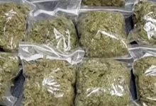 पुलिस ने पौने दो क्विंटल गांजा सहित अन्य मादक पदार्थों को किया नष्ट पुलिस ने पौने दो क्विंटल गांजा सहित अन्य मादक पदार्थों को किया नष्ट