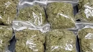 पुलिस ने पौने दो क्विंटल गांजा सहित अन्य मादक पदार्थों को किया नष्ट