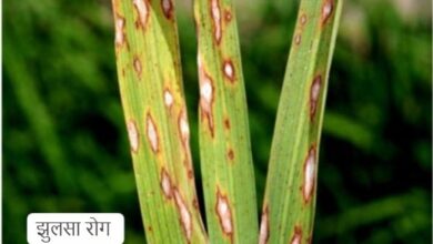 धान फसल को रोग और कीट प्रकोप से बचाने दवा छिड़काव की दी सलाह