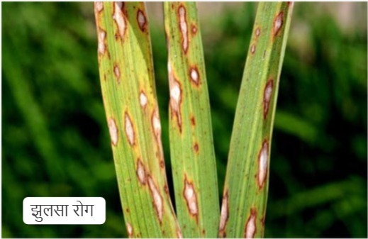 धान फसल को रोग और कीट प्रकोप से बचाने दवा छिड़काव की दी सलाह धान फसल को रोग और कीट प्रकोप से बचाने दवा छिड़काव की दी सलाह