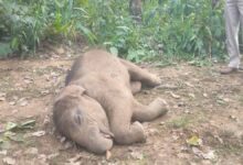 रायगढ़ में तालाब में हाथी शावक की मौत, वन विभाग ने शव पोस्टमार्टम के लिए भेजा