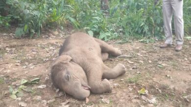 रायगढ़ में तालाब में हाथी शावक की मौत, वन विभाग ने शव पोस्टमार्टम के लिए भेजा रायगढ़ में तालाब में हाथी शावक की मौत, वन विभाग ने शव पोस्टमार्टम के लिए भेजा